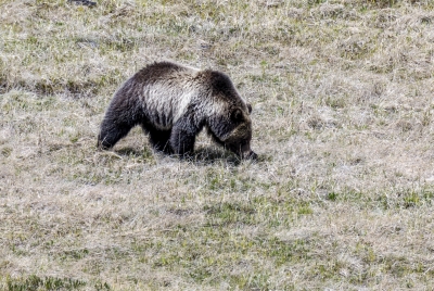 Grizzly Bear May 2025